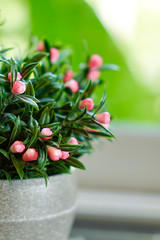 Pink flowers and green foliage shrubs in a small pot with a green natural background. The concept is a smartphone background or website or other background