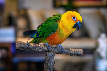 Jenday conure, Aratinga jendaya, a small and colorful parrot from South America