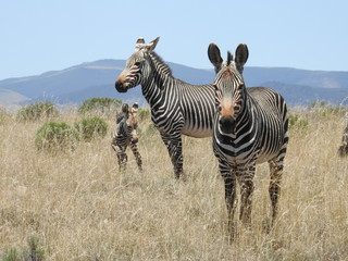 Obraz premium Mountain Zebra in Mountain Zebra NP
