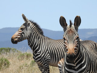 Fototapeta na wymiar Mountain Zebra in Mountain Zebra NP