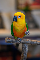 Jenday conure, Aratinga jendaya, a small and colorful parrot from South America