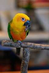 Jenday conure, Aratinga jendaya, a small and colorful parrot from South America