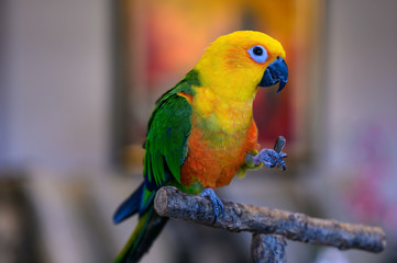 Jenday conure, Aratinga jendaya, a small and colorful parrot from South America