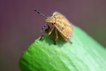stinkbug