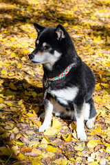 Obraz premium Black and tan Shiba Inu dog amongst autumn leaves 