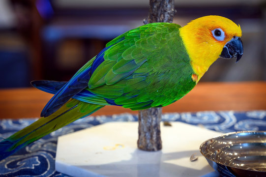 Jenday conure, Aratinga jendaya, a small and colorful parrot from South America