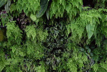 lush green foliage plants
