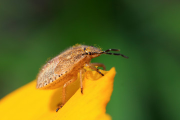 stinkbug