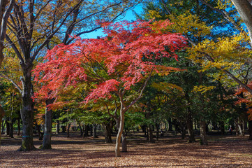 Autumn colors of Japanese maples and Ginko biloba trees in a park in Tokyo, Japan, in early December