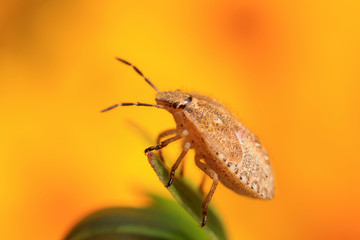 stinkbug