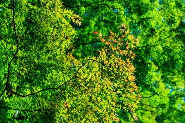 The shrines of Tohoku refion