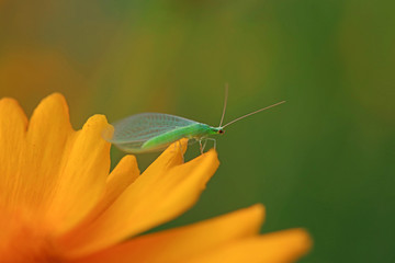 Obraz premium chrysopa pallens