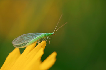 chrysopa pallens