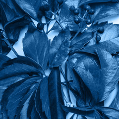 Floral background. Blue leaves and berries of wild grapes