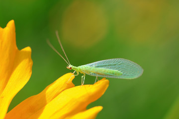 chrysopa pallens