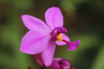 pinke orchidee