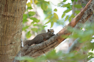 Obraz premium Squirrel on branch of tree. 