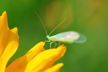 chrysopa pallens