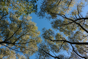 Deciduous tree branches in the forest bottom view. Delicate lace leaves. Background.