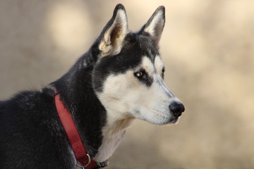 siberian husky dog