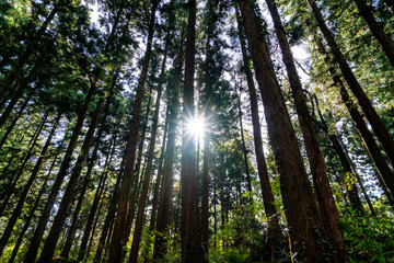 Naklejka premium Miyasawa ruins in Miyagi