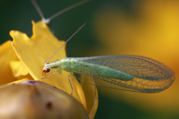 chrysopa pallens
