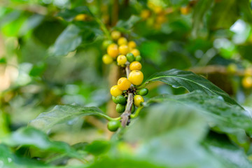 Yellow and green cheery coffee fruits on branch.