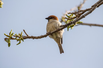 house sparrow bird sitting on a branch of a tree.