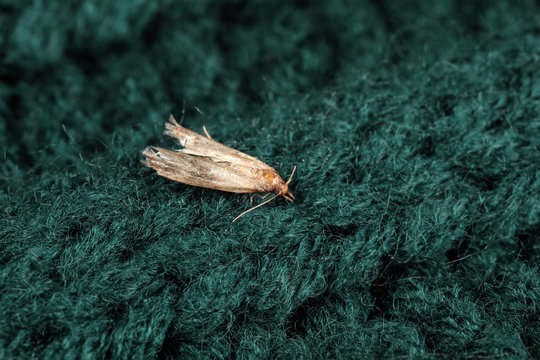 Common clothes moth (Tineola bisselliella) on green knitted fabric, closeup