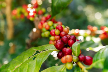 Coffee beans on the branch in coffee plantation farm.