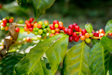 Coffee beans on the branch in coffee plantation farm.