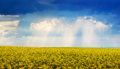 Obraz premium Sunlight penetrates through cloud over the yellow rapeseed field during flowering_