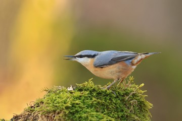 Eurasian nuthatch (Sitta europaea) sits on the ground . wood nuthatch in the nature habitat. Wildlife scene from fall forest.