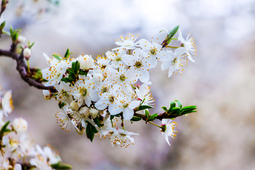 Obraz premium Apple branch with white flowers on blurred background_