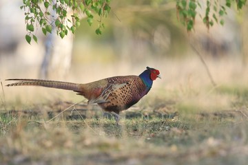 Fototapeta premium Beautiful common pheasant in the nature habitat. Wildlife scene from nature. Phasianus colchicus