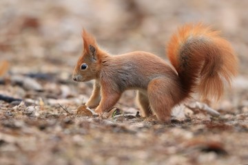 Art view on wild nature. Cute red squirrel with long pointed ears on the ground . Wildlife in November forest. Sciurus vulgaris .