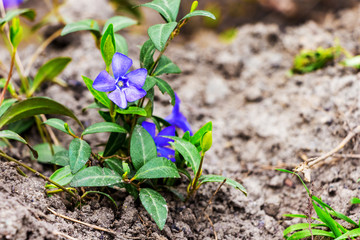 Periwinkle with green leaves on a flowerbed. Spring flowers_