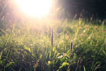 The grass in the rays of the setting sun. Warm, atmospheric photography.