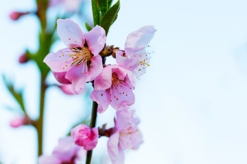 Pink peach flowers on background light blue sky, copy space_