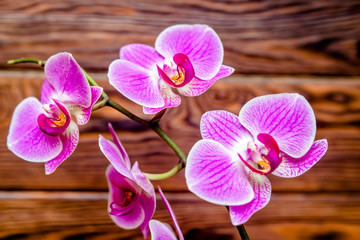 A branch of purple orchids on a brown wooden background
