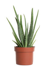 Aloe vera in flowerpot isolated on white