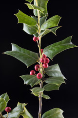 ilex aquifolium 