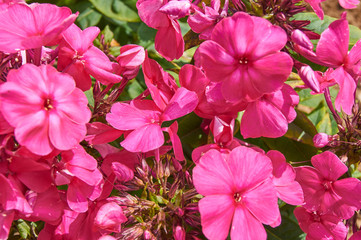 Pink and Purple Garden Phlox blooming close up