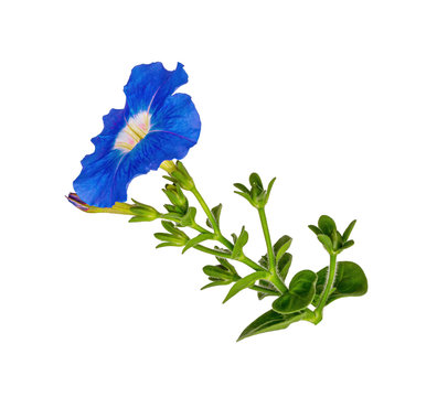 Blue garden flower Petunia on white background. A blooming flower. Isolate.