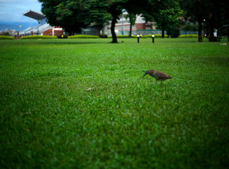 A Grey Crowned Heron is playing a tug of war with earthworms on the grass in the park