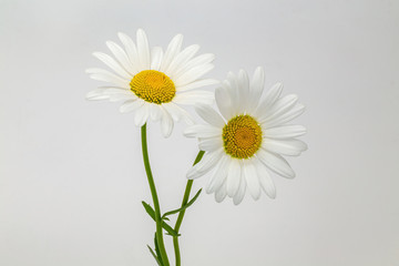 White daisies. Garden Daisy.
