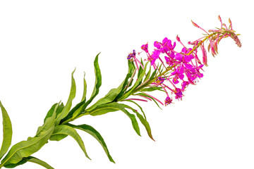 Purple flower willow-tea or cypress narrow-leaved