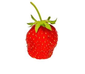 Garden strawberry