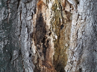 background and texture of an old decrepit tree