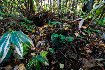 The shrines of Tohoku refion